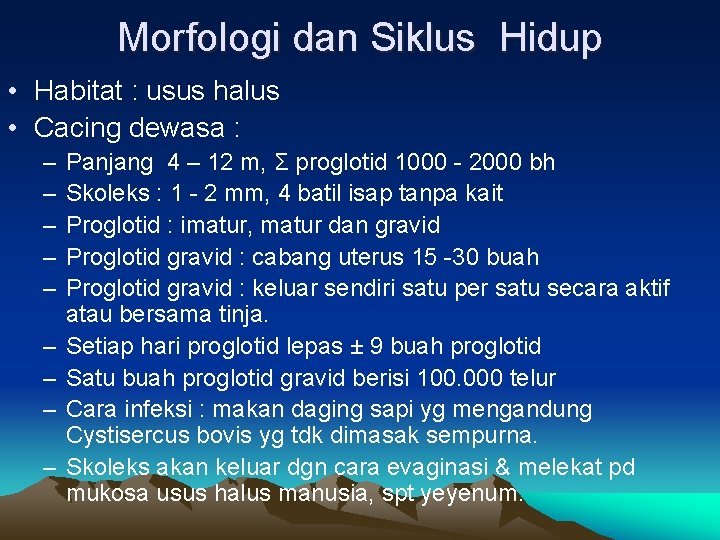 Morfologi dan Siklus Hidup • Habitat : usus halus • Cacing dewasa : –