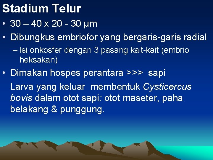 Stadium Telur • 30 – 40 x 20 - 30 µm • Dibungkus embriofor