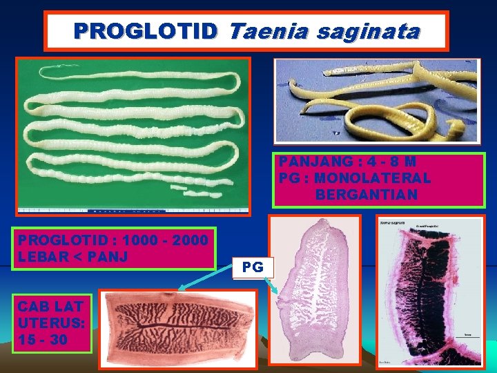 PROGLOTID Taenia saginata PANJANG : 4 - 8 M PG : MONOLATERAL BERGANTIAN PROGLOTID