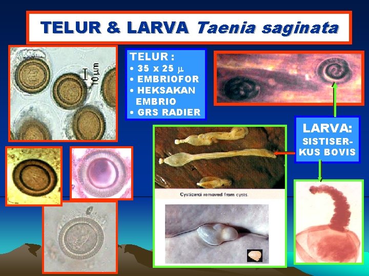 TELUR & LARVA Taenia saginata TELUR : • 35 x 25 • EMBRIOFOR •