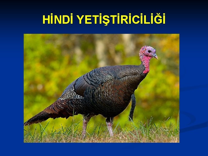 HİNDİ YETİŞTİRİCİLİĞİ HİNDİ YETİŞTİRİCİLİĞİ