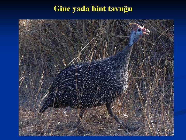 Gine yada hint tavuğu Gine yada hint tavuğu