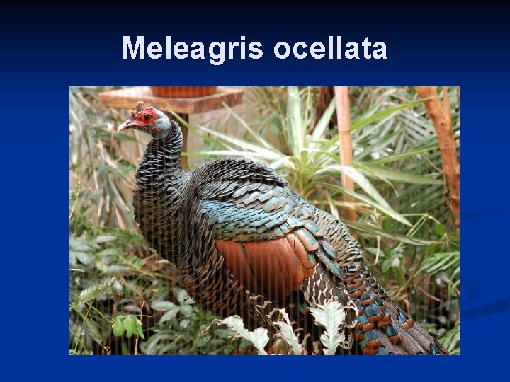 Meleagris ocellata Meleagris ocellata