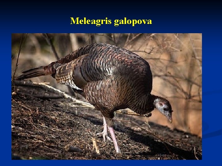 Meleagris galopova Meleagris galopova