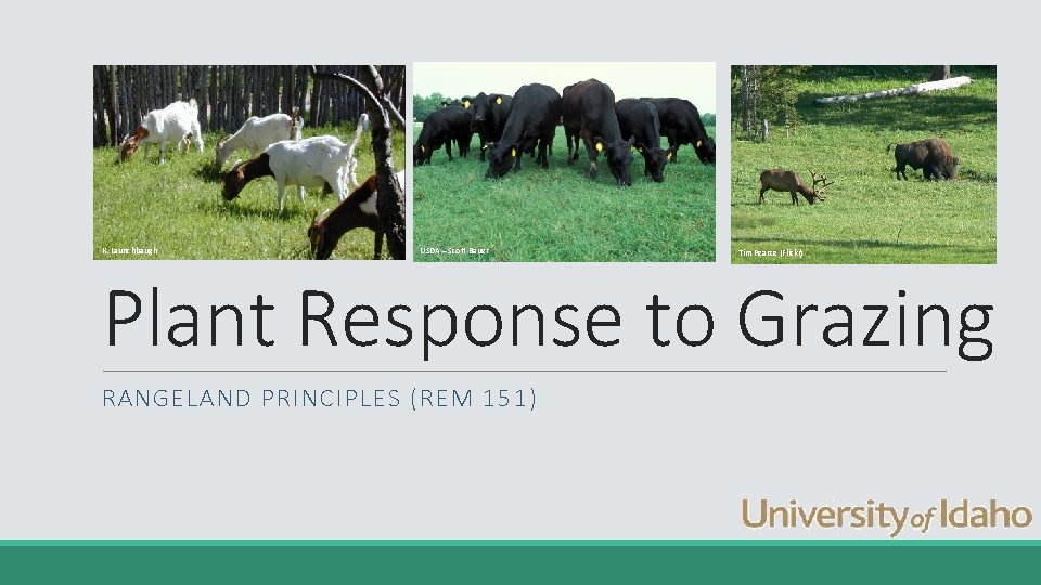 K. Launchbaugh USDA – Scott Bauer Tim Pearce (Flickr) Plant Response to Grazing RANGELAND