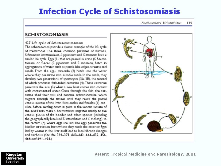 Infection Cycle of Schistosomiasis Peters: Tropical Medicine and Parasitology, 2001 