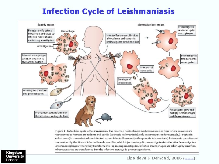 Infection Cycle of Leishmaniasis Lipoldova & Demand, 2006 (www) 