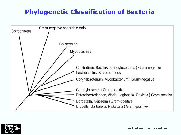 Phylogenetic Classification of Bacteria Oxford Textbook of Medicine 