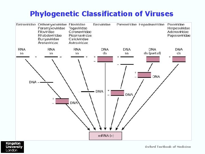 Phylogenetic Classification of Viruses Oxford Textbook of Medicine 