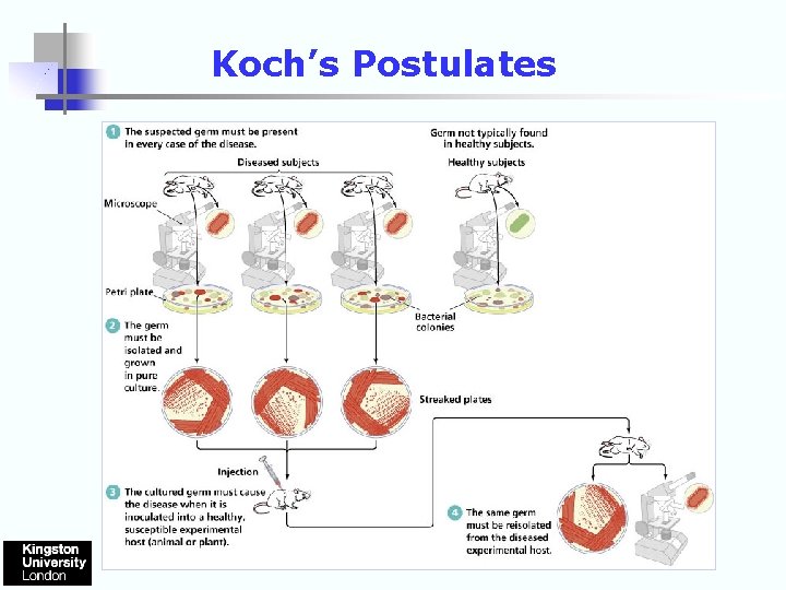 Koch’s Postulates 