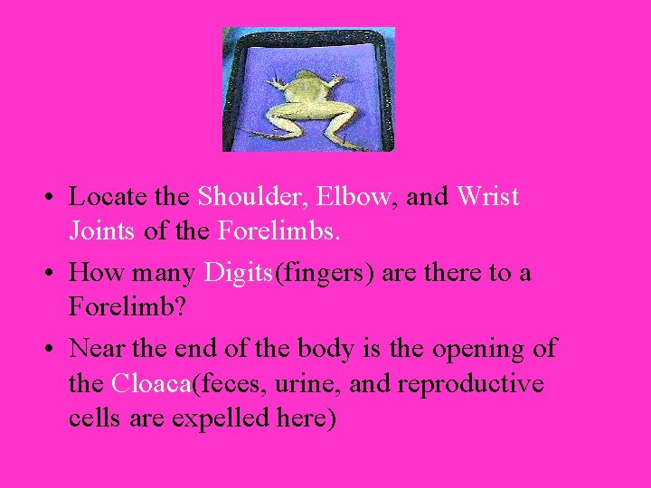  • Locate the Shoulder, Elbow, and Wrist Joints of the Forelimbs. • How