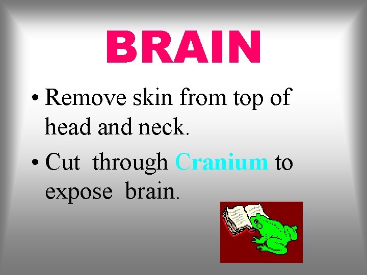 BRAIN • Remove skin from top of head and neck. • Cut through Cranium