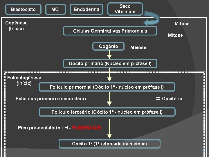 Blastocisto Oogênese (Início) MCI Endoderma Saco Vitelínico Mitose Células Germinativas Primordiais Oogônio Mitose Meiose