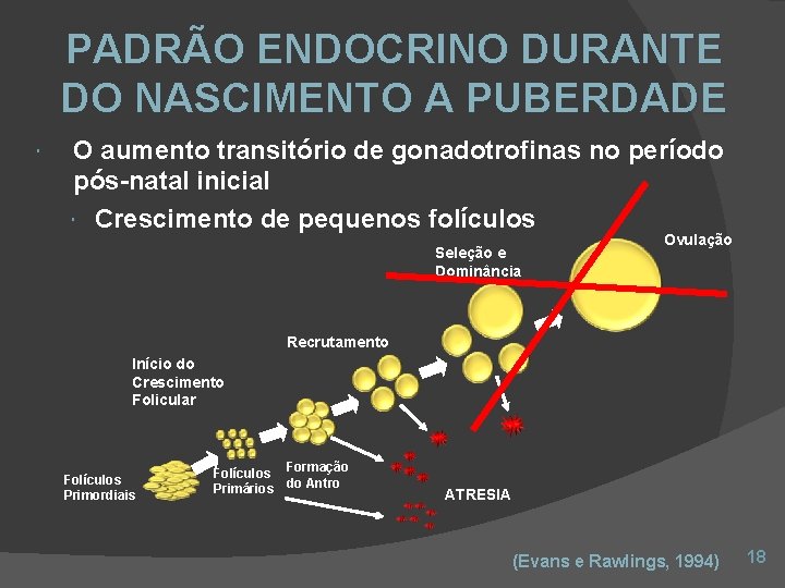 PADRÃO ENDOCRINO DURANTE DO NASCIMENTO A PUBERDADE O aumento transitório de gonadotrofinas no período