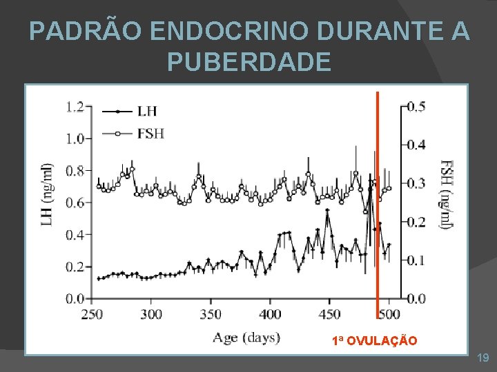 PADRÃO ENDOCRINO DURANTE A PUBERDADE 1ª OVULAÇÃO 19 