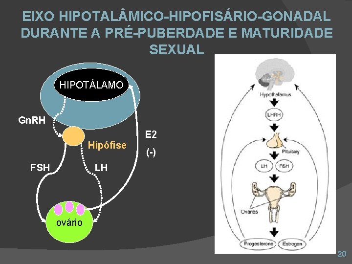 EIXO HIPOTAL MICO-HIPOFISÁRIO-GONADAL DURANTE A PRÉ-PUBERDADE E MATURIDADE SEXUAL HIPOTÁLAMO Gn. RH E 2