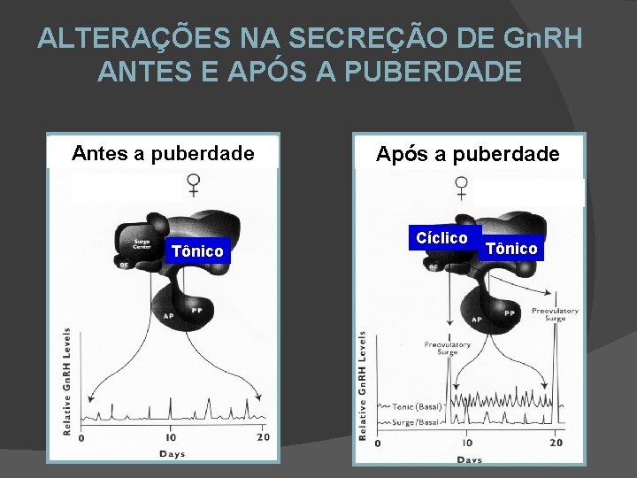 ALTERAÇÕES NA SECREÇÃO DE Gn. RH ANTES E APÓS A PUBERDADE Antes a puberdade