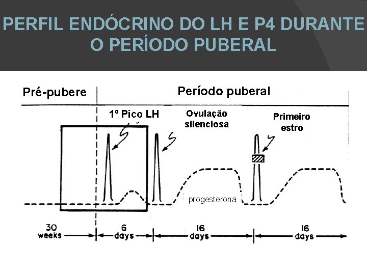 PERFIL ENDÓCRINO DO LH E P 4 DURANTE O PERÍODO PUBERAL Período puberal Pré-pubere