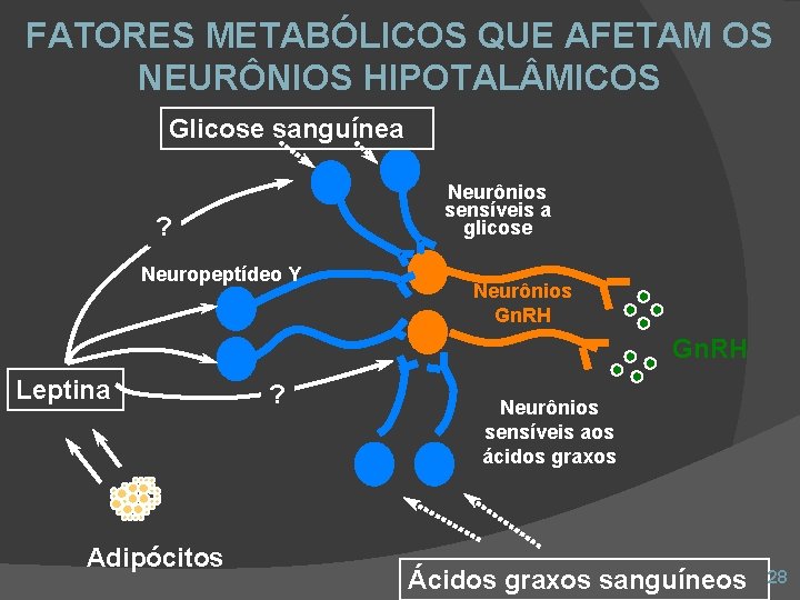 FATORES METABÓLICOS QUE AFETAM OS NEURÔNIOS HIPOTAL MICOS Glicose sanguínea Neurônios sensíveis a glicose
