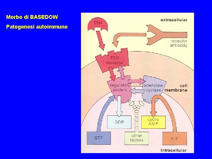 Morbo di BASEDOW Patogenesi autoimmune 