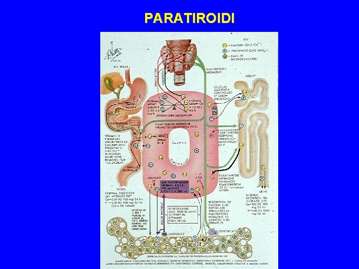 PARATIROIDI 