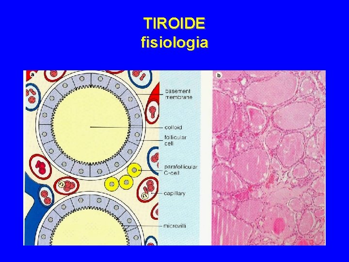 TIROIDE fisiologia 