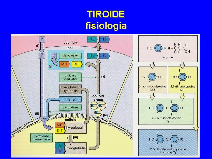 TIROIDE fisiologia 