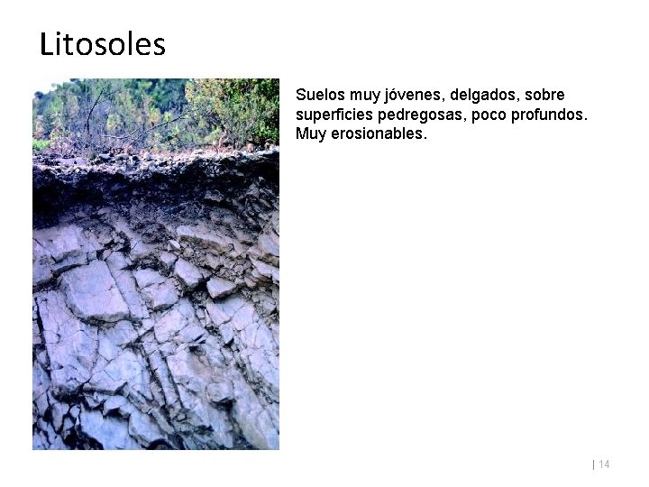 Litosoles Suelos muy jóvenes, delgados, sobre superficies pedregosas, poco profundos. Muy erosionables. | 14