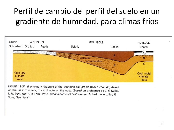 Perfil de cambio del perfil del suelo en un gradiente de humedad, para climas