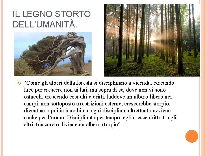 IL LEGNO STORTO DELL’UMANITÀ. “Come gli alberi della foresta si disciplinano a vicenda, cercando