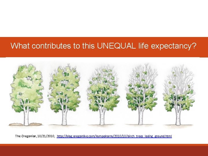 What contributes to this UNEQUAL life expectancy? The Oregonian, 10/21/2010, http: //blog. oregonlive. com/kympokorny/2010/10/birch_trees_losing_ground.