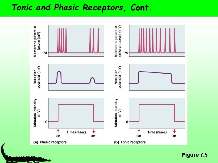 Tonic and Phasic Receptors, Cont. Figure 7. 5 