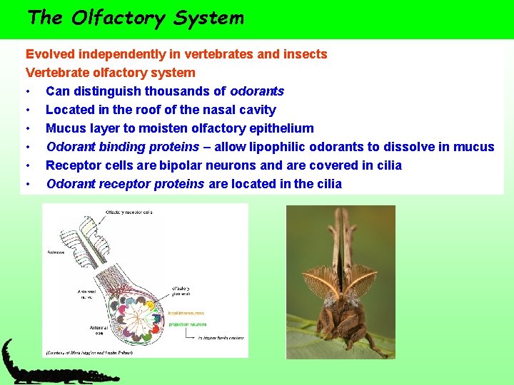 The Olfactory System Evolved independently in vertebrates and insects Vertebrate olfactory system • Can