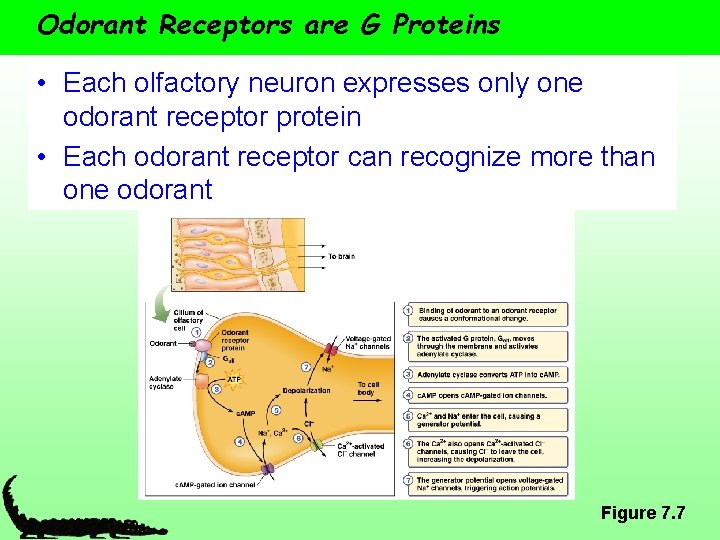 Odorant Receptors are G Proteins • Each olfactory neuron expresses only one odorant receptor