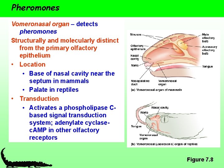 Pheromones Vomeronasal organ – detects pheromones Structurally and molecularly distinct from the primary olfactory