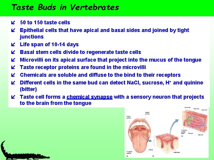 Taste Buds in Vertebrates í 50 to 150 taste cells í Epithelial cells that