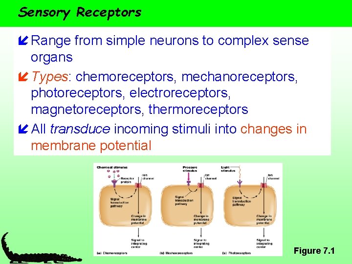 Sensory Receptors í Range from simple neurons to complex sense organs í Types: chemoreceptors,