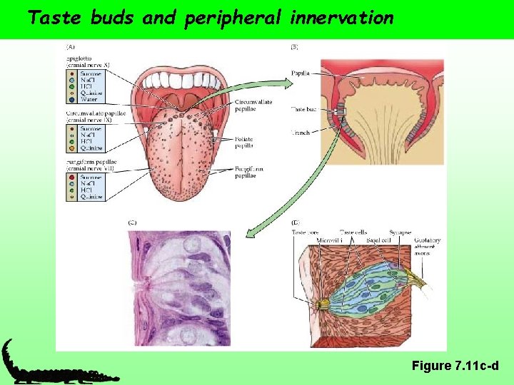 Taste buds and peripheral innervation Figure 7. 11 c-d 