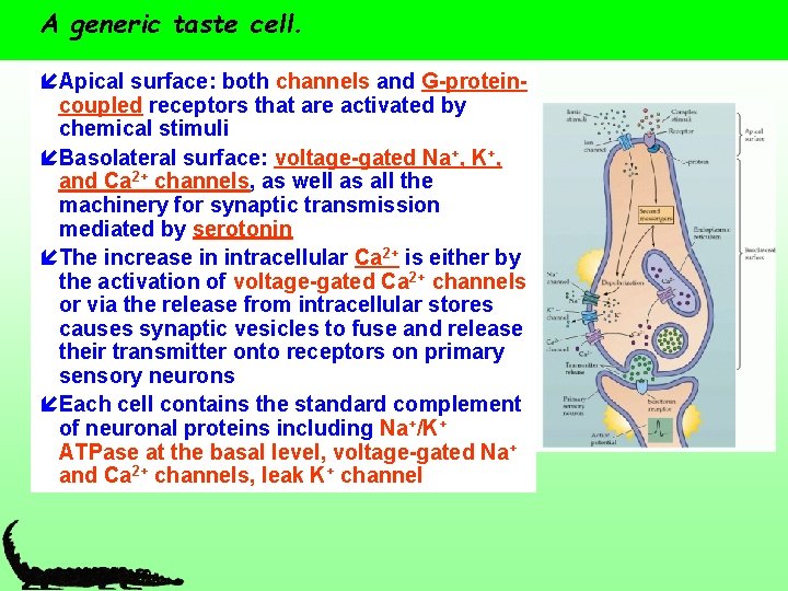 A generic taste cell. íApical surface: both channels and G-proteincoupled receptors that are activated