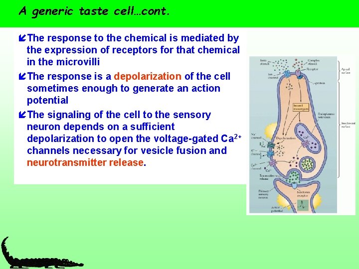 A generic taste cell…cont. íThe response to the chemical is mediated by the expression