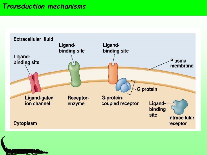 Transduction mechanisms 