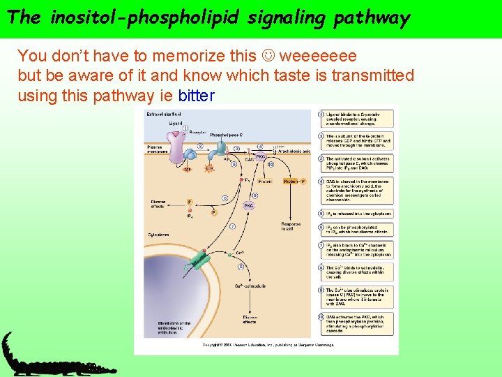 The inositol-phospholipid signaling pathway You don’t have to memorize this weeeeeee but be aware