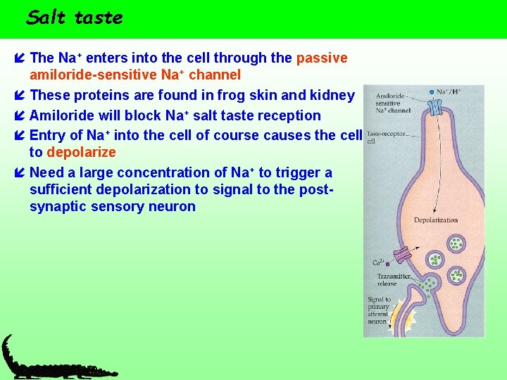 Salt taste í The Na+ enters into the cell through the passive amiloride-sensitive Na+