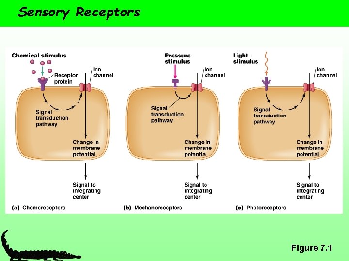 Sensory Receptors Figure 7. 1 