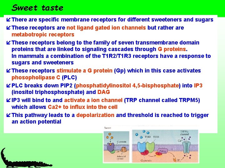 Sweet taste í There are specific membrane receptors for different sweeteners and sugars í