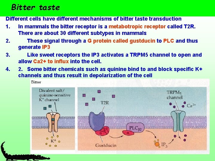 Bitter taste Different cells have different mechanisms of bitter taste transduction 1. In mammals