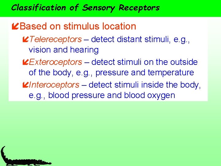 Classification of Sensory Receptors íBased on stimulus location íTelereceptors – detect distant stimuli, e.