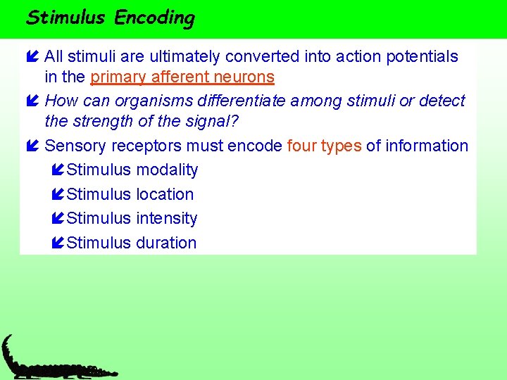 Stimulus Encoding í All stimuli are ultimately converted into action potentials in the primary