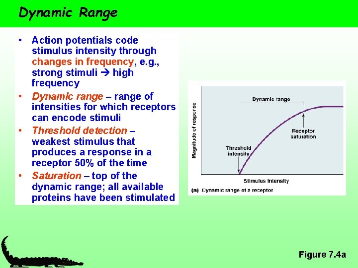 Dynamic Range • Action potentials code stimulus intensity through changes in frequency, e. g.