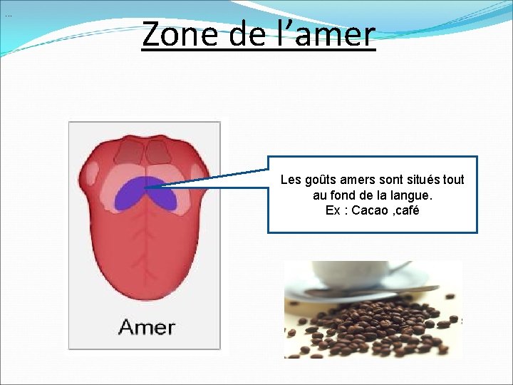 . . . Zone de l’amer Les goûts amers sont situés tout au fond . . . Zone de l’amer Les goûts amers sont situés tout au fond